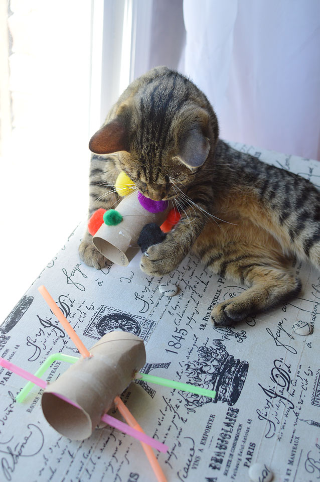 Life and style blogger, The Samantha Show, brings you this easy DIY cat toys tutorial using empty paper towel and toilet paper rolls.