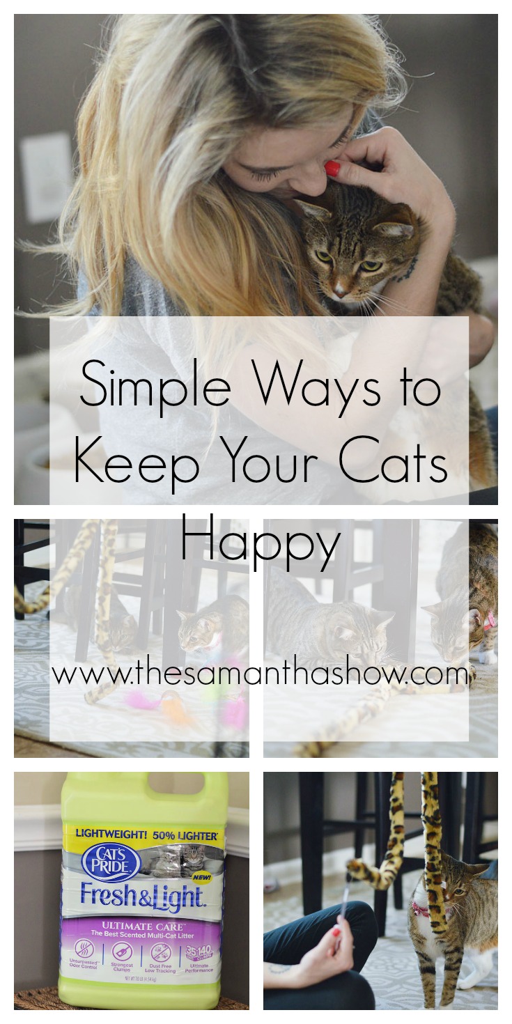 Kitty Chic + Simple Ways to Keep Your Cats Happy The Samantha Show A