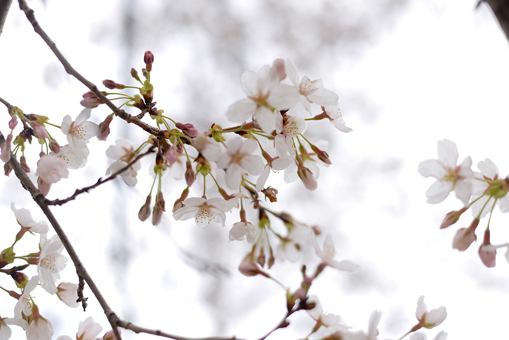 Why you need to see the Cherry Blossoms in Washington, D.C.