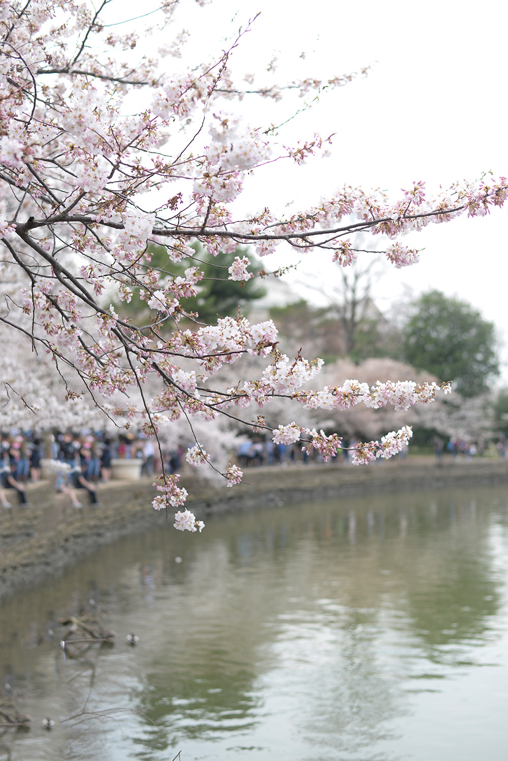 Why you need to see the Cherry Blossoms in Washington, D.C.