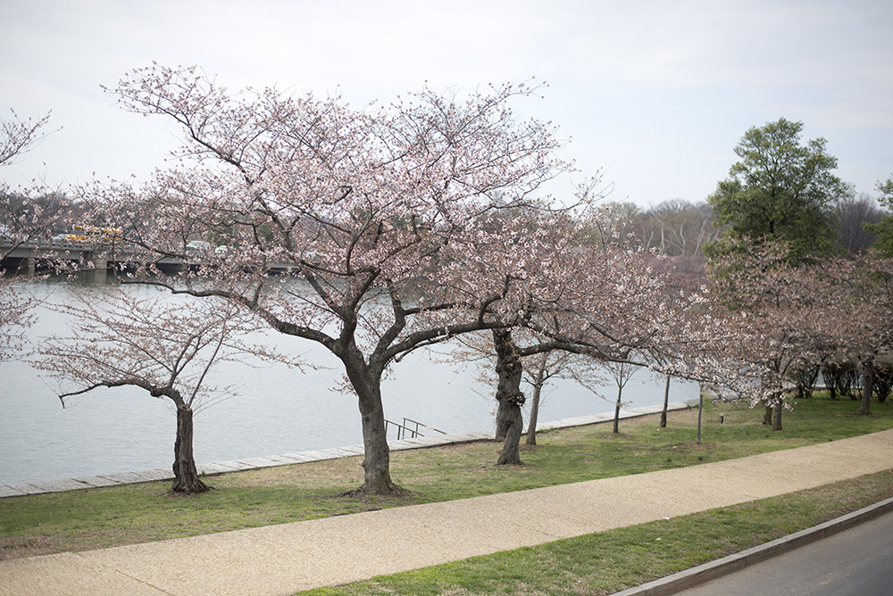 Since moving to Washington, D.C. I've picked up some tips and tricks on how to successfully travel with kids to the National Mall.