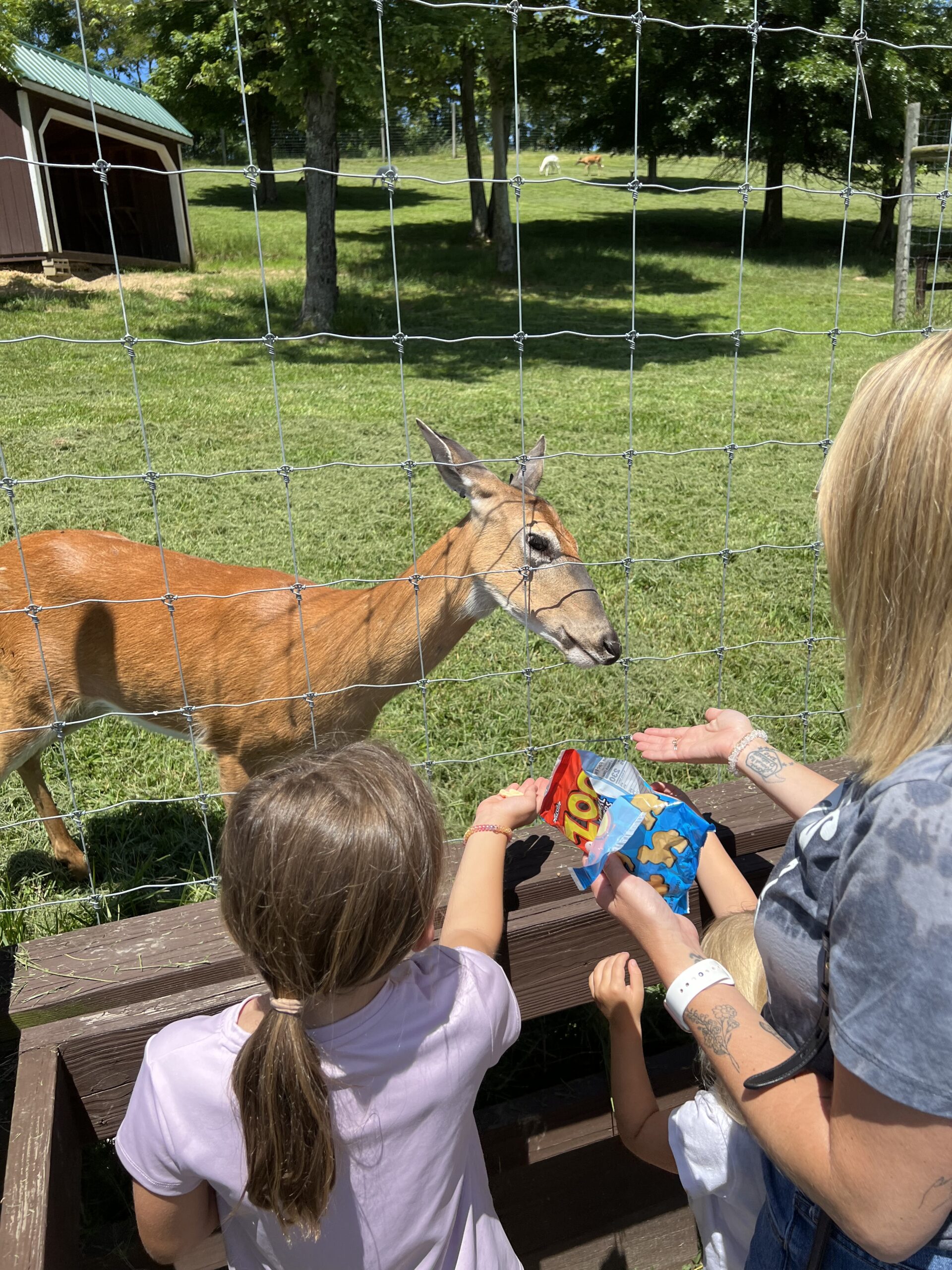 feeding deer at deerasic park