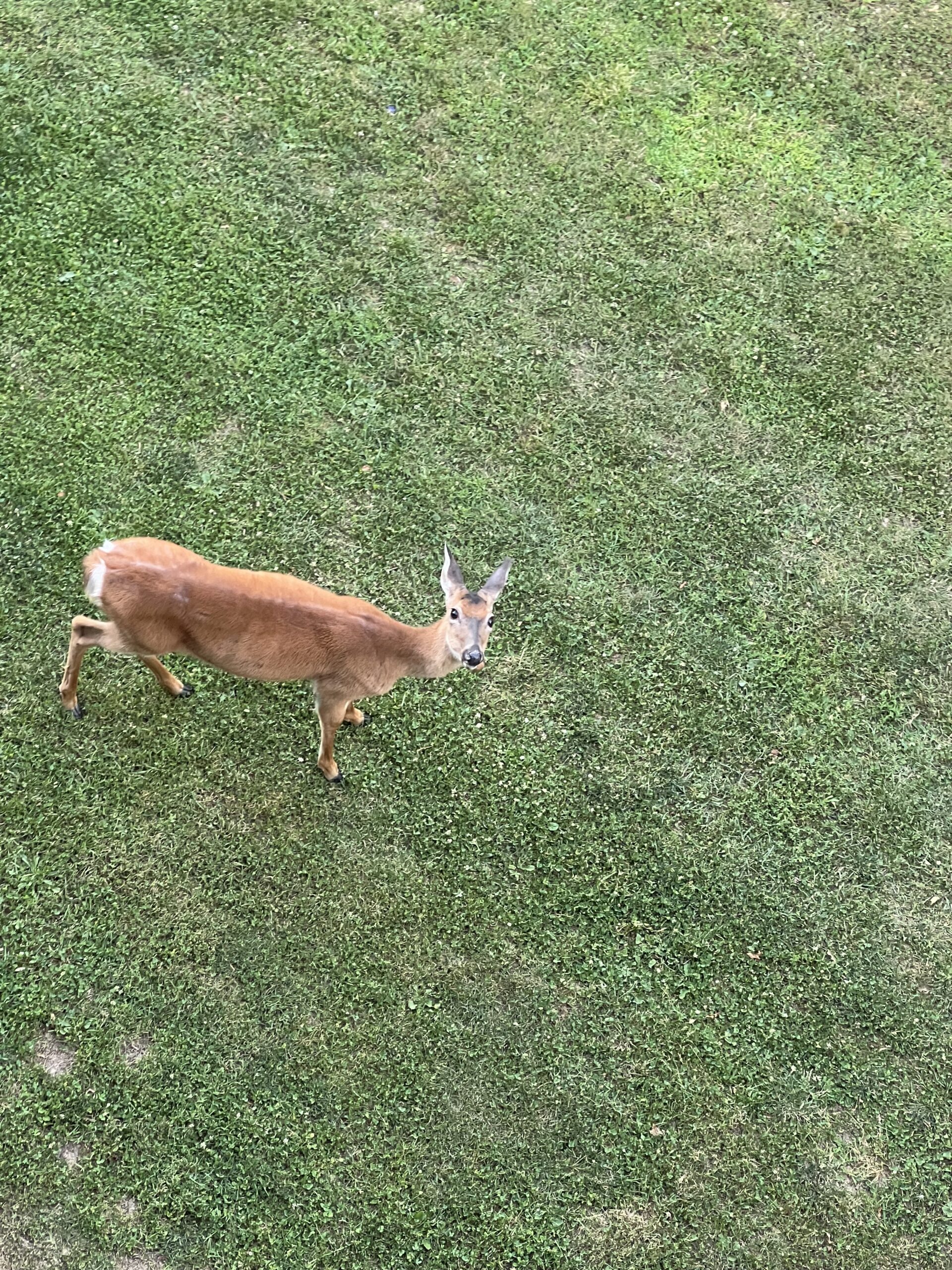 deer outside salt fork lodge 