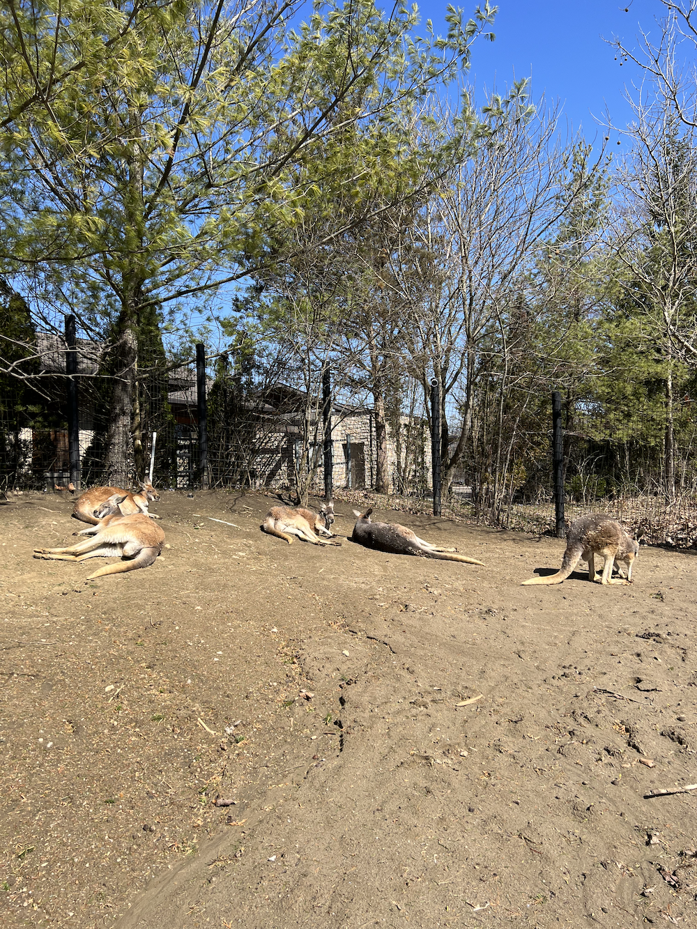 kangaroos at the zoo in columbus, ohio
