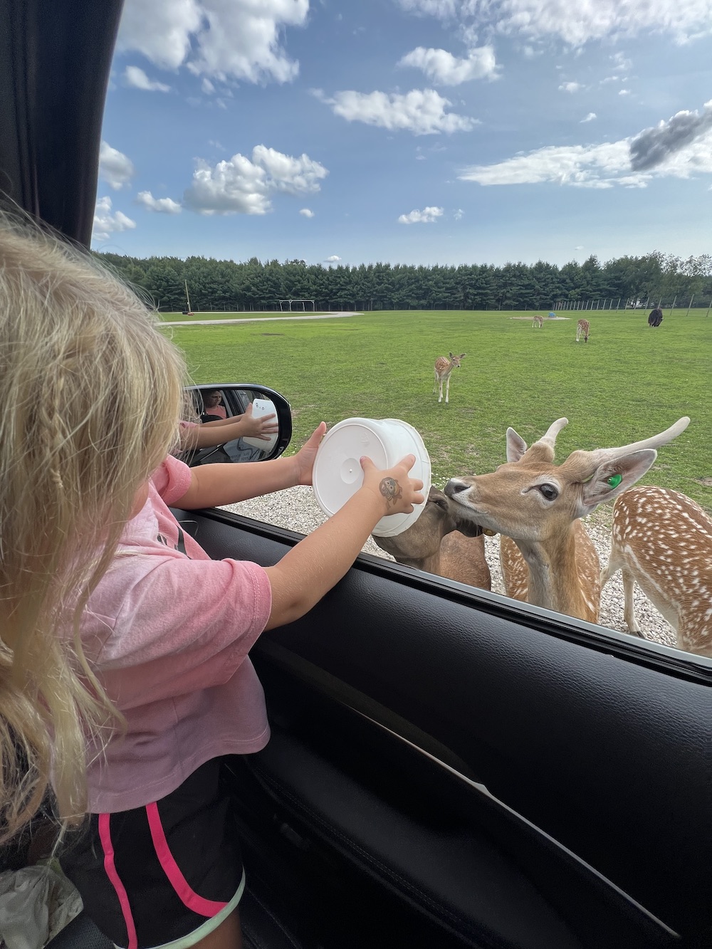 drive thru safari at deer tracks junction